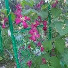 Отзыв про Клематис Мадам Джулия Корревон