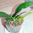 Отзыв про Орхидея Мини Марк