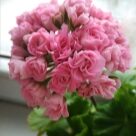 Отзыв про Пеларгония Австралиан Пинк Розебуд (Australian Pink Rosebud, Swanland Pink)