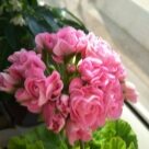 Отзыв про Пеларгония Австралиан Пинк Розебуд (Australian Pink Rosebud, Swanland Pink)