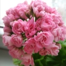 Отзыв про Пеларгония Австралиан Пинк Розебуд (Australian Pink Rosebud, Swanland Pink)