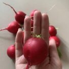 Отзыв про Редис Черриэт от Маша