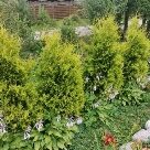 Отзыв про Туя Голден Брабант