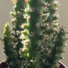 Отзыв про Аустроцилиндропунция (Austrocylindropuntia)