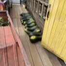 Отзыв про Тыква Арабатская