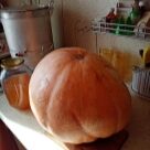 Отзыв про Тыква Стофунтовая