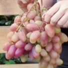 Отзыв про Виноград Сенсация