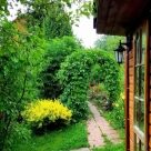 Отзыв про Барбарис Ауреа
