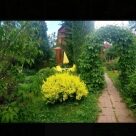 Отзыв про Барбарис Ауреа