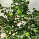 Отзыв про Фикус Букле от Марина
