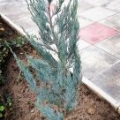 Отзыв про Можжевельник Блю Хевен