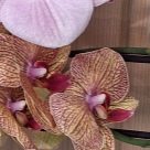 Отзыв про Орхидея Калейдоскоп