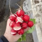 Отзыв про Редис Вена