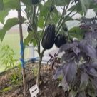 Отзыв про Баклажан Андрюша
