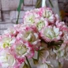 Отзыв про Пеларгония Эппл Блоссом Розебуд (Apple Blossom Rosebud)