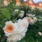 Отзыв про Роза Бафф Бьюти от Даша