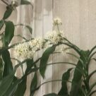 Отзыв про Драцена душистая (фрагранс) от Светлана