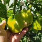 Отзыв про Томат Зеленый Куст Италии