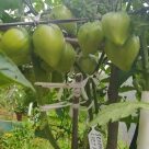 Отзыв про Томат Зеленый Куст Италии