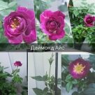 Отзыв про Роза Даймонд Айс