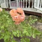 Отзыв про Роза Сансет Мемори от Виктория