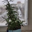 Отзыв про Розмарин Ричард
