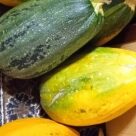 Отзыв про Тыква Грибовская кустовая 189