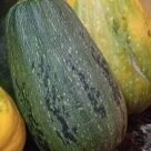 Отзыв про Тыква Грибовская кустовая 189