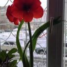 Отзыв про Амариллис
