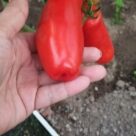 Отзыв про Томат Санькина любовь