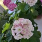 Отзыв про Пеларгония Эппл Блоссом Розебуд (Apple Blossom Rosebud)