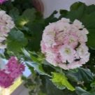 Отзыв про Пеларгония Эппл Блоссом Розебуд (Apple Blossom Rosebud)