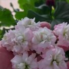Отзыв про Пеларгония Эппл Блоссом Розебуд (Apple Blossom Rosebud)