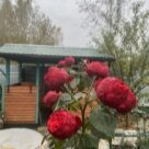 Отзыв про Роза Ред Пиано