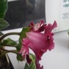 Отзыв про Глоксиния Корина