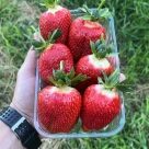 Отзыв про Клубника Брилла