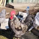 Отзыв про Куры Сильверудд Блу