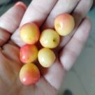 Отзыв про Черешня Юлия