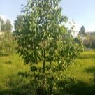 Отзыв про Груша Веселинка