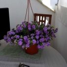 Отзыв про Калибрахоа Алоха Дабл Лавендер (Aloha Double Lavender) от Марина, Краснодарский край