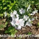 Отзыв про Мальва мускусная от Игорь, Московская область, Одинцовский район
