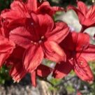 Отзыв про Рододендрон (Азалия) Набукко
