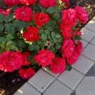Отзыв про Роза Колоссаль Мейдиленд
