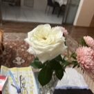 Отзыв про Роза Ломоносов (Пьер Ардити)