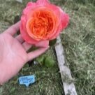 Отзыв про Роза Рене Госсини