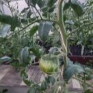 Отзыв про Томат Полосатый шоколад