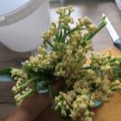 Отзыв про Капуста цветная Гарантия от Светлана (Московская область)