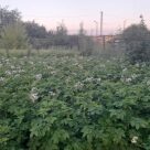 Отзыв про Картофель Цыганка от Михаил, Татарстан