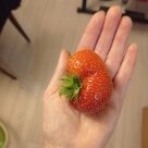 Отзыв про Клубника Максим от Наталья