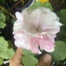 Отзыв про Пеларгония Rose of Amsterdam от Juliya